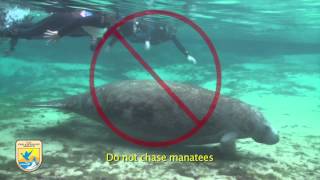 Crystal River Refuges quotManatee Mannersquot for Swimmers [upl. by Aenyl14]