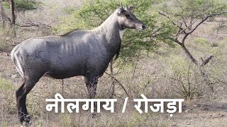 Biggest Nilgai  Blue Bull Running [upl. by Tobie892]