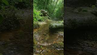 Relaxing light rain sounds of nature babbling brook meditation with birdsong [upl. by Dalpe]