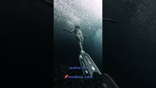 freediving moalboal uwphotography freedivephotography sardinerun [upl. by Klute519]