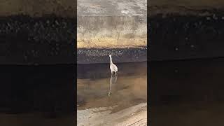 Heron under bridge [upl. by Annavahs]