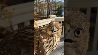 🦅 Eagle Vs Owl🦉 By life fact explain shorts facts factshorts [upl. by Anirret]