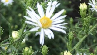 DAISY FLEABANE II EVENING PRIMROSE II SMARTWEED PINK 🌸🌱 [upl. by Euridice]