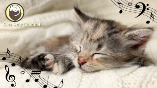 Calming Music for Cats with cat purring sounds  Deep Relaxation amp Anxiety Relief 247 [upl. by Tesil613]