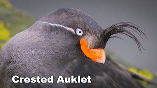 Crested Auklet St Paul Island Alaska [upl. by Lilhak]