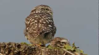 Little Owl  call of [upl. by Enhpad]