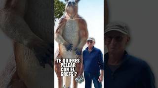 Grefg vs Este Canguro curiosidades [upl. by Kimber289]