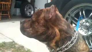 brindle pitbull quotpatronquot 3 [upl. by Levy]