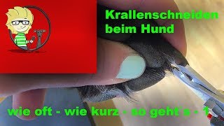 FOLGE 12 Krallen schneiden beim Hund  wie kurz  wie oft  so gehts  12 [upl. by Pippa856]