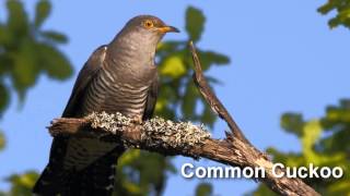 Cuckoo Bird Song and Pictures  Common Cuckoo [upl. by Zawde]