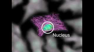 Cytoskeleton Structure and Function [upl. by Bowles]