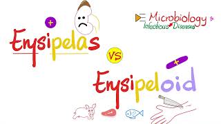 Erysipelothrix vs Erysipelas of Streptococcus pyogenes Group A Streptococci  Comparison [upl. by Kumar]