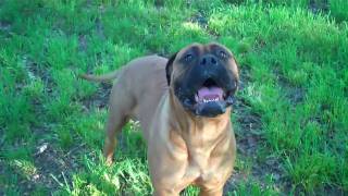 Bullmastiffs Playing Hardmp4 [upl. by Adivad]