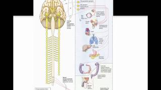 COMLEX Board Prep OMT Parasympathetic Nervous System Innervations [upl. by Eboh]