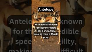 Antelopes remarkable speed and agility are crucial for their survival 🦌 antelopes shorts love [upl. by Ardeth]