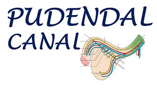 Chp28  Pudendal Canal  Internal Pudendal Artery  BDC Vol2  Dr Asif Lectures [upl. by Theo]