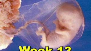 Fetal Development Week 13 Pregnancy Health Guru [upl. by Akimahs]