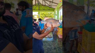 we got a parrot fish in harbour its very delicious to eatfishingvideos parrotfish delicious [upl. by Amsden398]