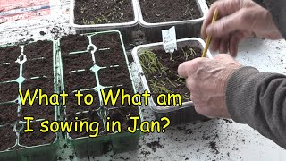 seeds to sow in January indoors [upl. by Bram]