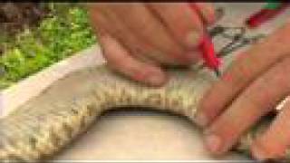 Floridas Venomous Snakes 0810  Rattlesnake Dissection [upl. by Amarette]