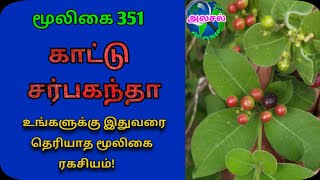 காட்டு சர்பகந்தாகாட்டு பாம்பு களாRauvolfia TetraphyllaPambu kalaபாம்பு கலாஅலசல்Alasal [upl. by Debora]