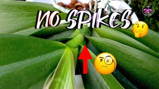 How to get Phalaenopsis Orchid to GROW SPIKES  WHY a Spike will NOT Grow  What to do ninjaorchids [upl. by Ataeb]