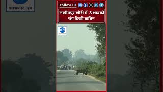 Lakhimpur Kheri Gola Range Forest Tigress Cubs । गोला रेंज के जंगल में 3 शावकों संग दिखी बाघिन [upl. by Anirtal244]