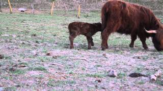 am besten ganz neugebornes Hochlandrind Kalb fällt ummov voll [upl. by Atterehs]