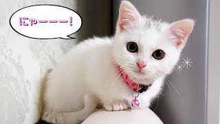 お腹が空いたと鳴くマンチカン子猫！ The Munchkin cat meowingSo cute kitten [upl. by Cloots720]