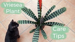 Vriesea Plant Care Tips The Bromeliad With The Flaming Sword Flower  Joy Us Garden [upl. by Paschasia949]