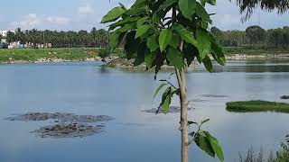 Panathur Lake  Panathur Bangalore [upl. by Devine]