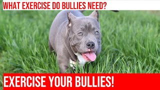 Exercising Your American Bully Tips amp Tricks [upl. by Cohn]