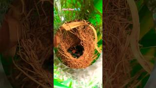 Cute Little Birds Nest in our Farm 🐦🥰❤️birdsnest birdslover farm nest nature viralshortsyt [upl. by Greggs69]