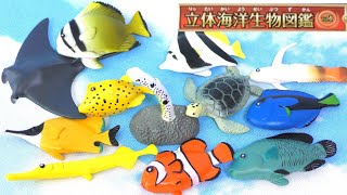 【全部知ってる？】立体海洋生物図鑑Vol1！全12種類をご紹介♪ [upl. by Nerine]