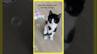 FIQUEI FAMOSO 1million 2024 humor feedshorts shorts music cat youtubeshorts [upl. by Aldarcy258]