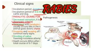 Rabies Rabies in animalsparalytic and irritative form of Rabies [upl. by Marv]