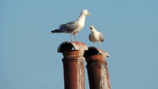 Ezüstsirály  Herring Gull  Larus argentatus [upl. by Almat]