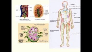 La lymphe et le système lymphatique [upl. by Danais132]