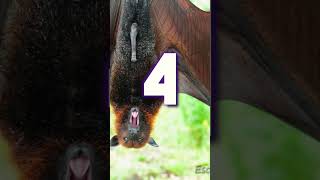 Top 10 sur les chauves souris géantes [upl. by Ainehs]