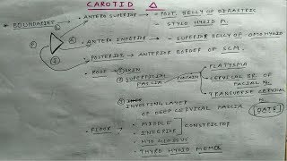 Carotid Triangle Anatomy  Part 1  Head and Neck Anatomy  TCML [upl. by Eillak]