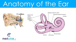 Anatomy and Physiology of the Ear [upl. by Atalanta]