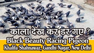 Khalifa Shanawaz K Black Beauty Racing Pigeons Ka Shok Ustad Amir Talim Karachi Pakistan [upl. by Petronille97]