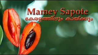 Mamey Sapote Pouteria Sapota Grown in kerala  Veliyath gardens  sreekumar menon9544280007 [upl. by Nylessej937]