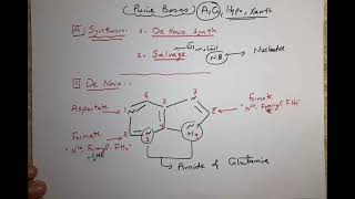 Purine and Pyrimidine Metabolism [upl. by Sualokcin739]