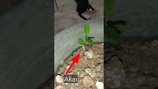 New Lime Tree From Roots lime limetree rooting roots kaffirlime plants timelapse [upl. by Sicular]