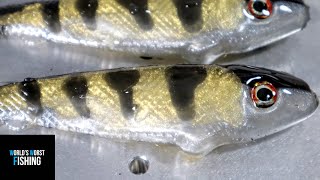 Overview Of The SKIN POURING TechniqueSkin Pouring Soft Plastic Perch Swimbaits [upl. by Aldin]