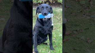 Gundog Training ​⁠dogfield4424 labradorretriever [upl. by Hiltan]