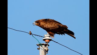 Scary Call Of Black Kite [upl. by Airekahs]