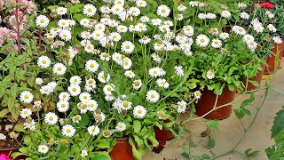 KNOW How To Grow ENGLISH DAISY From Seed With All CARE Tips [upl. by Hetti]