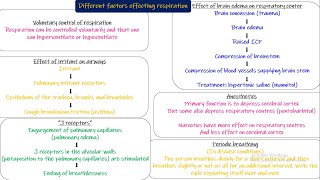 J receptors Anesthetics periodic breathing Respiratory Physiology Guyton and Hall Physiology [upl. by Lefty]